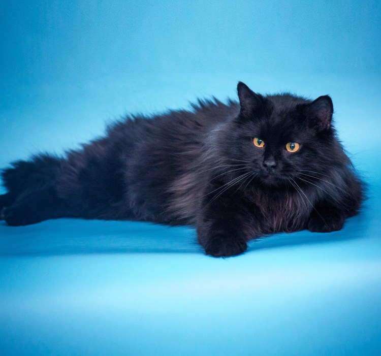 Норвежская Лесная черный дым