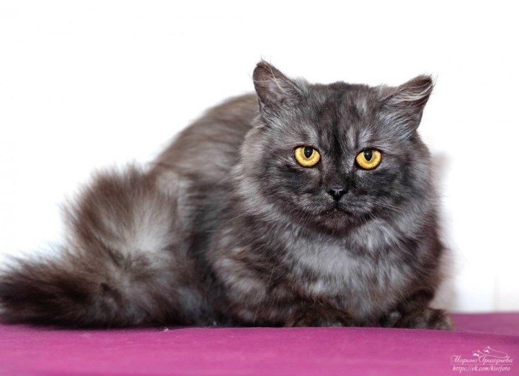 Норвежская Лесная кошка дымчатая