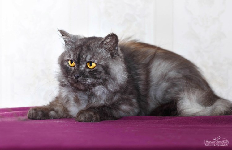 Сибирский длинношерстный черный кот