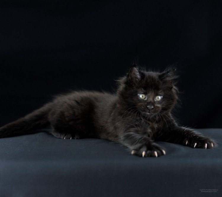 Мейн кун черный дым