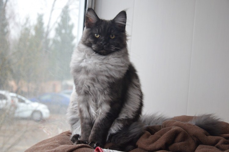 Сибирская кошка черный дым