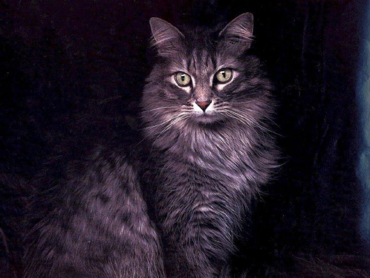 Норвежская Лесная кошка чернобурка