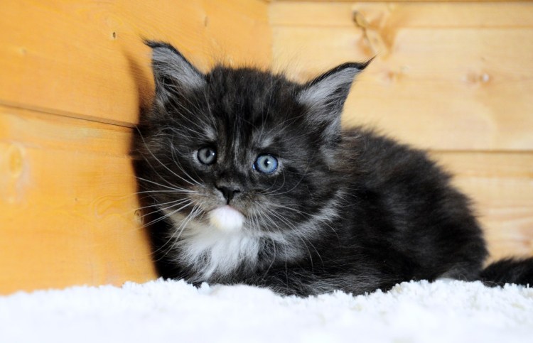 Кот Мейн кун дымчатый