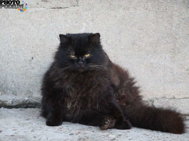 Сибирский длинношерстный черный кот