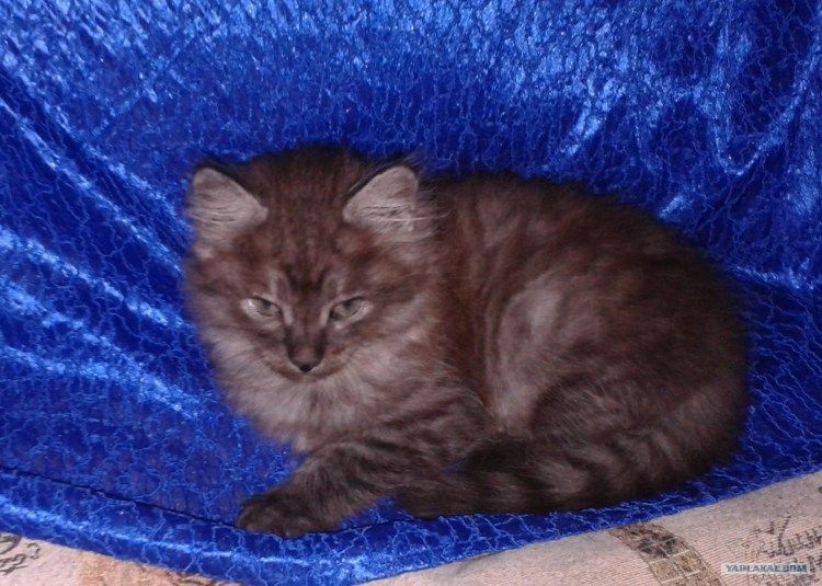 Сибирская длинношерстная порода кошек