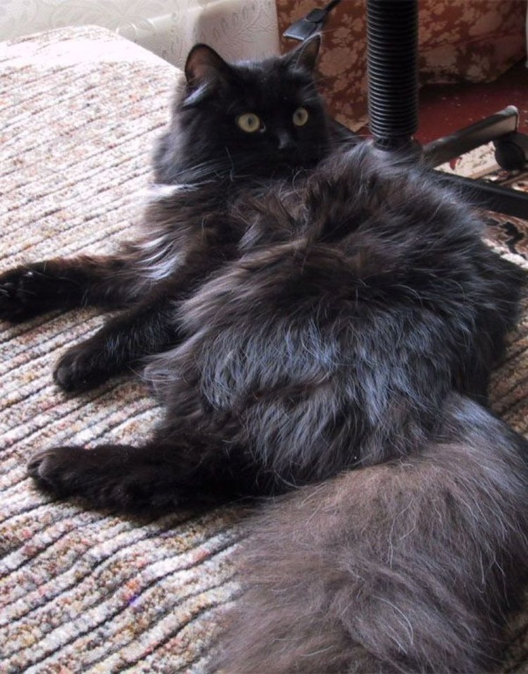 Сибирская кошка черный дым