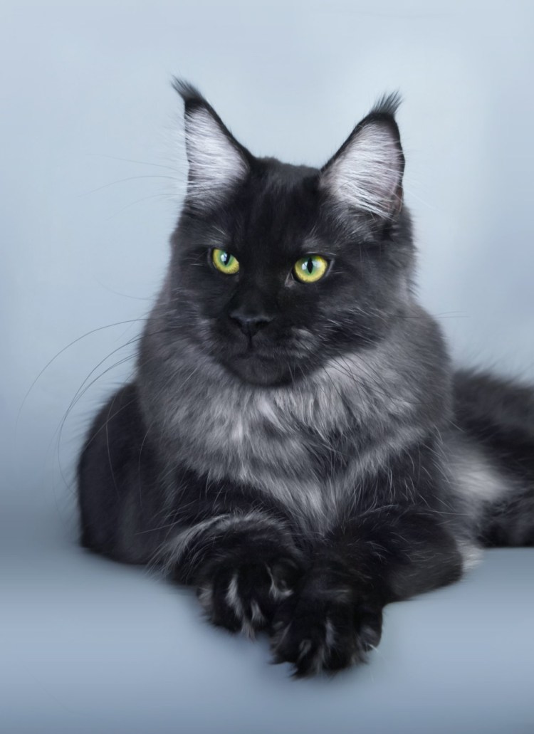 Норвежская Лесная кошка черная