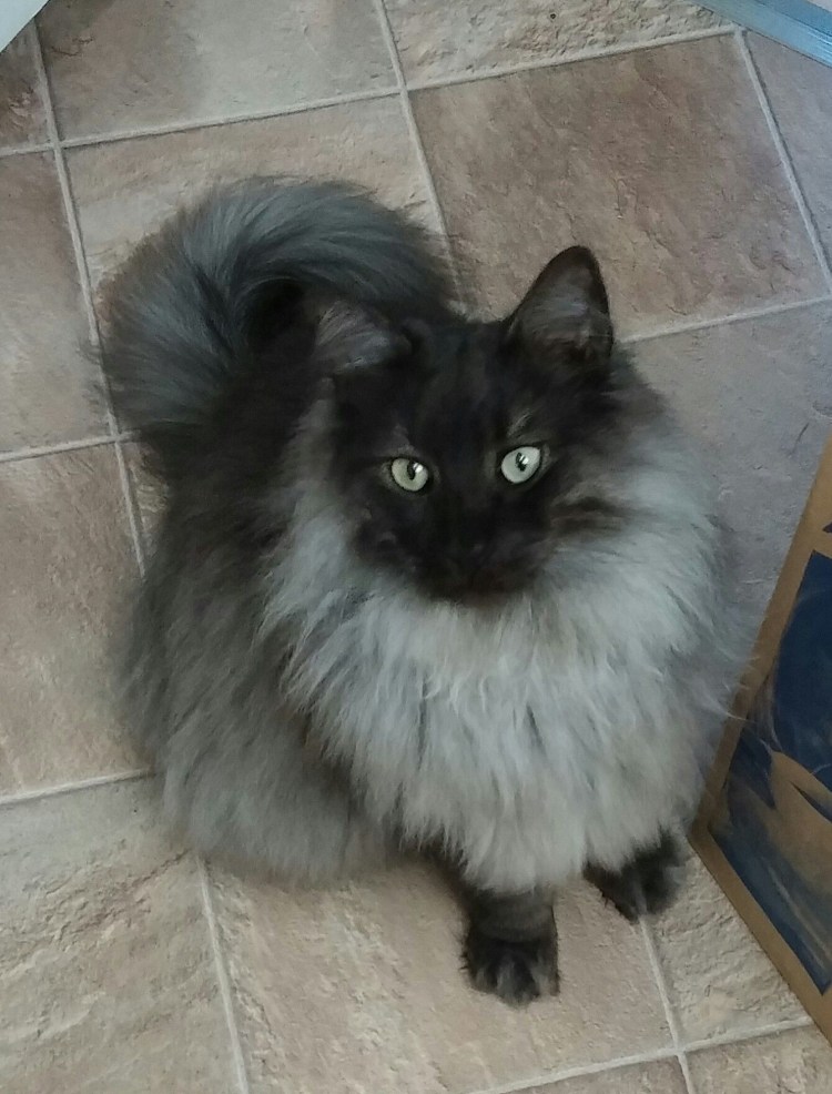 Дымчатая Норвежская Лесная