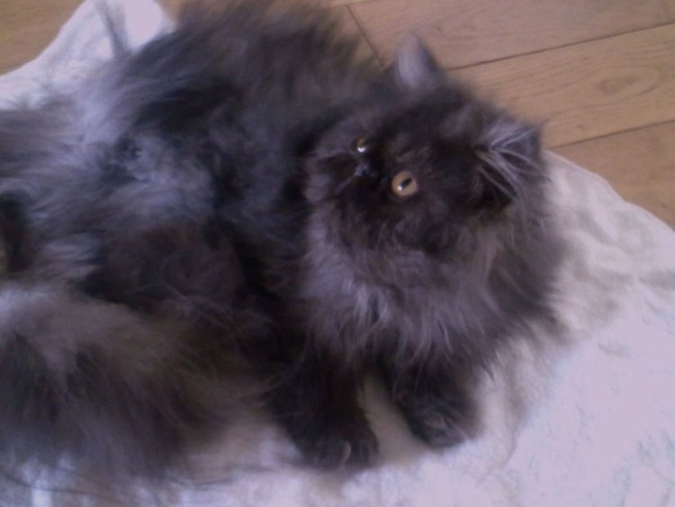 Норвежский Лесной кот черный дым