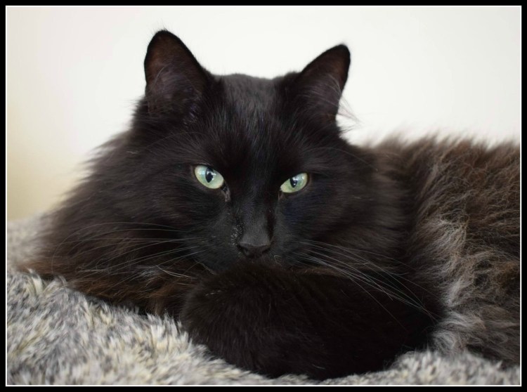 Мейн кун черный дым на серебре