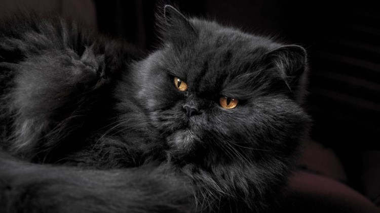 Дымчатая пушистая кошка