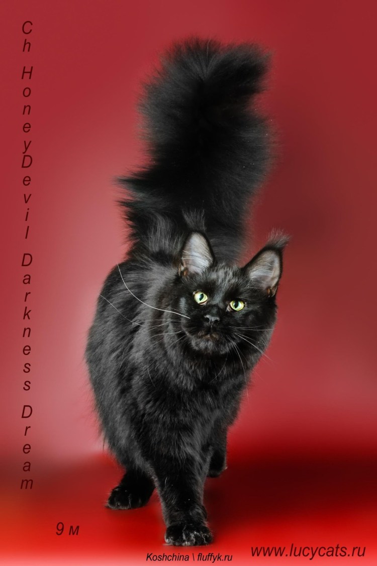 Цена сибирских котят от чемпиона мира