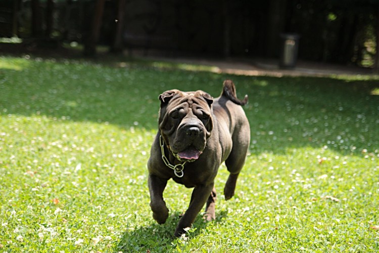 Шарпей собака черный