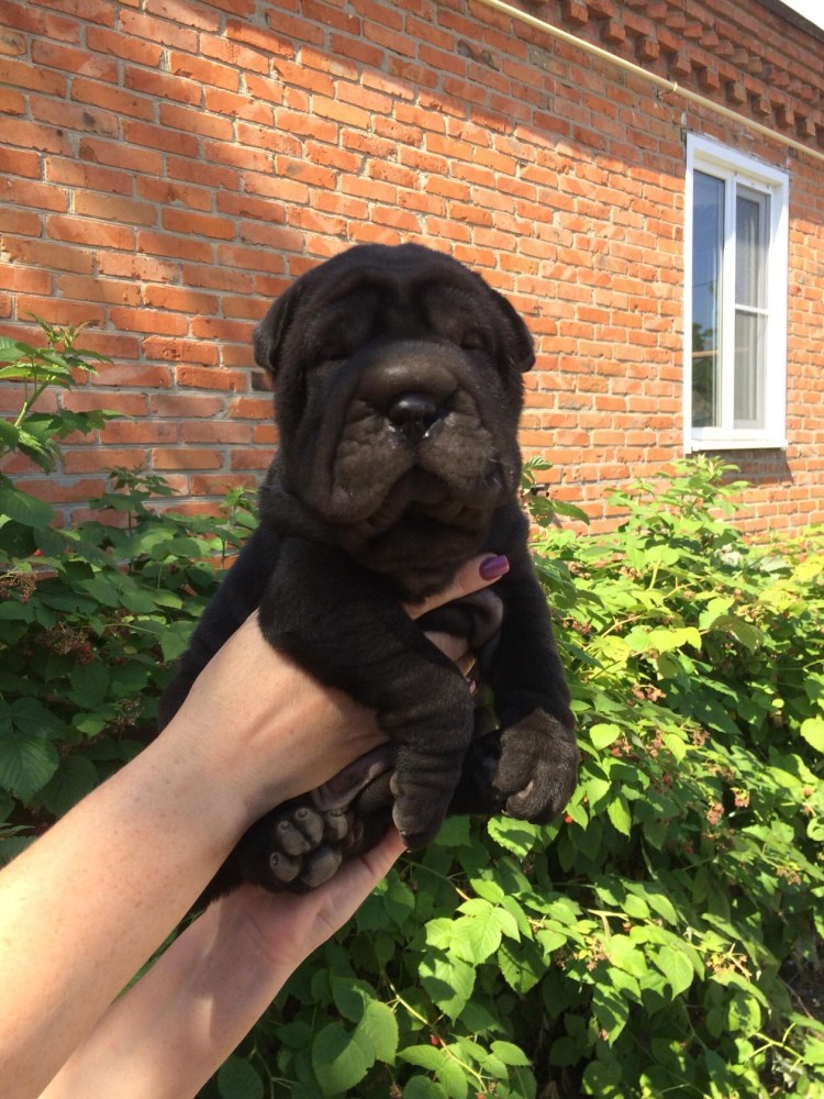 Шарпей с лабрадором