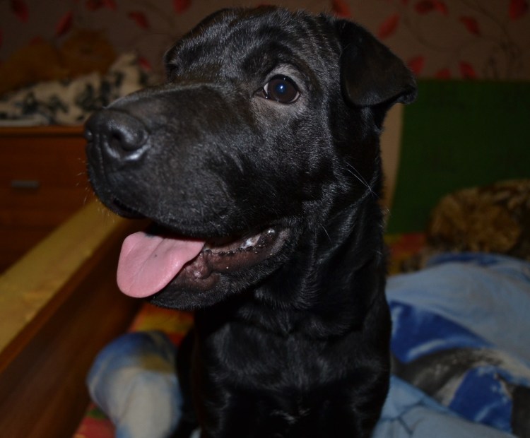 Бойцовский шарпей