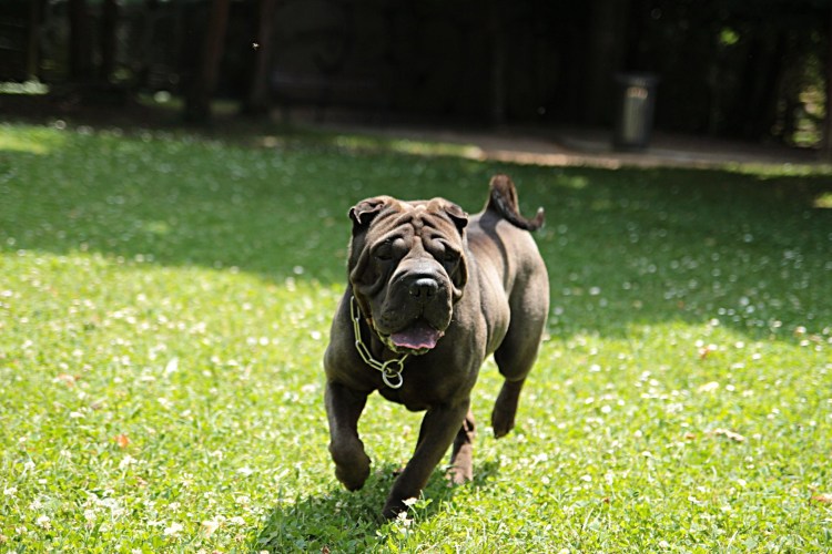 Шарпей собака фото цена в рублях