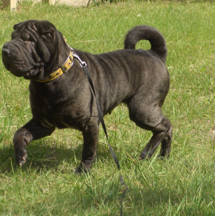 Американский шарпей черный