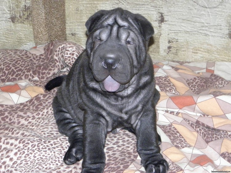 Порода шарпей черный