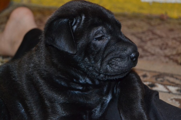 Шарпей черный щенок