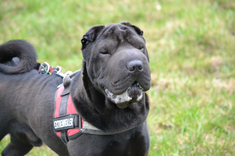 Шарпей черный