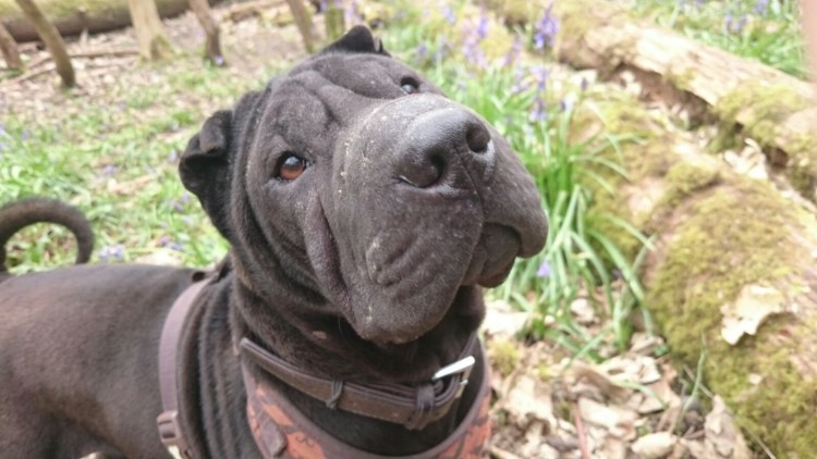 Бойцовский шарпей