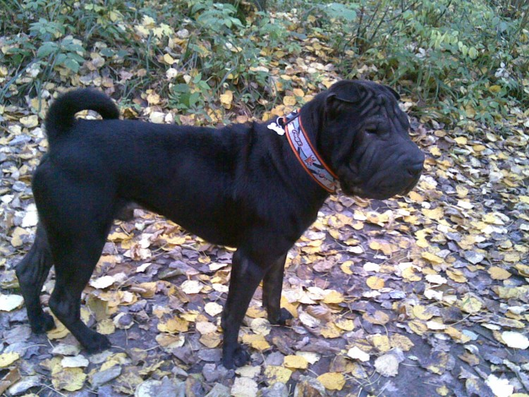 Шарпей метис черный