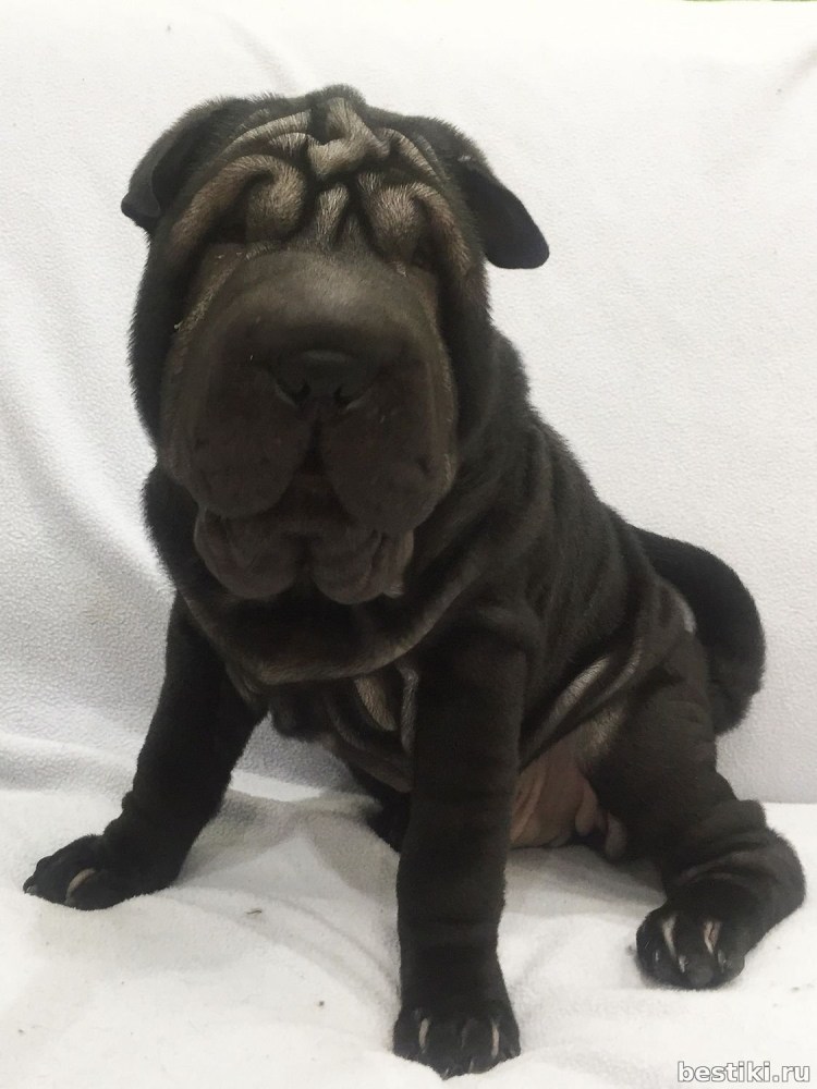 Шарпей собака черный