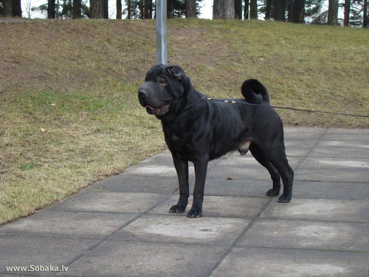 Порода собак шарпей черный