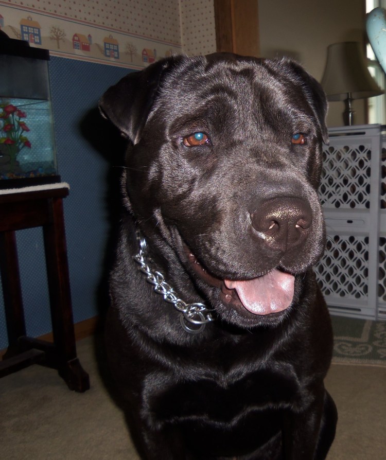 Канадский шарпей