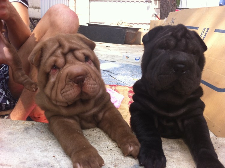 Чёрный китайский шарпей щенок