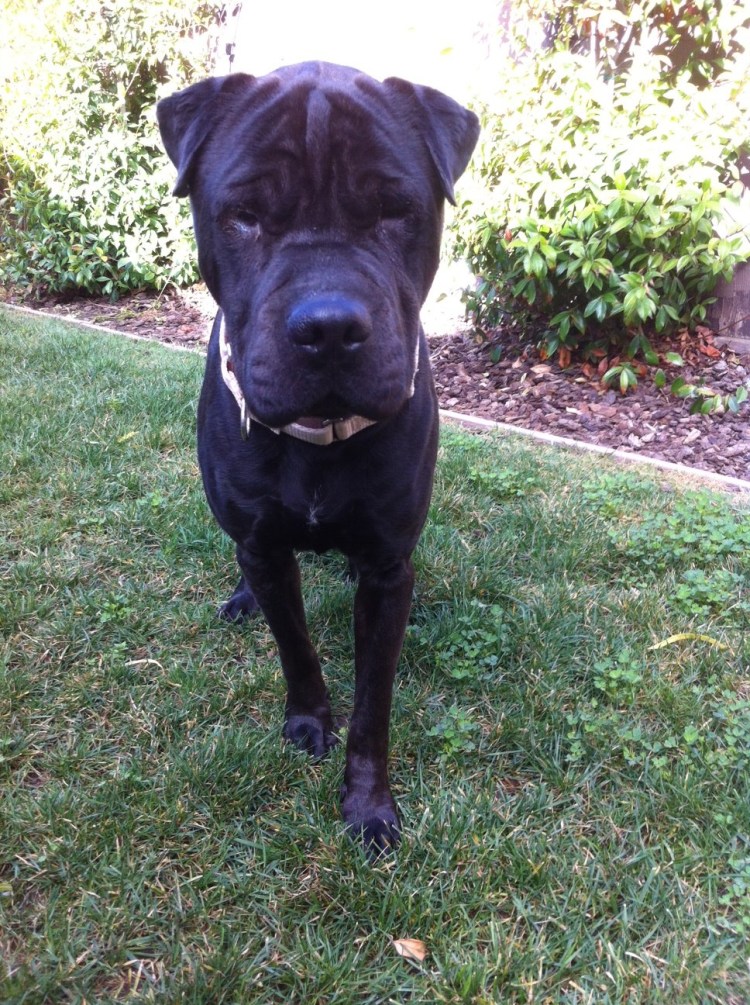 Порода шарпей черный