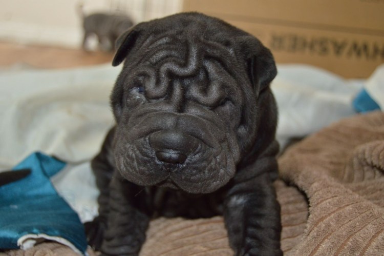 Шарпей собака черный щенок