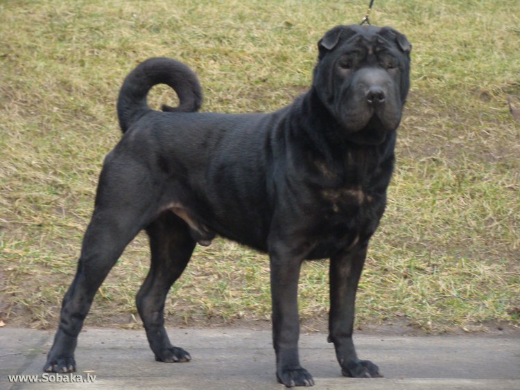 Порода шарпей черный