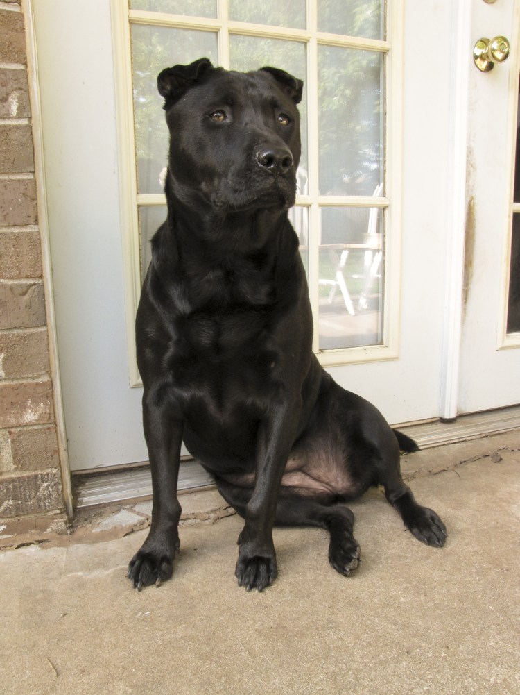 Американский шарпей черный