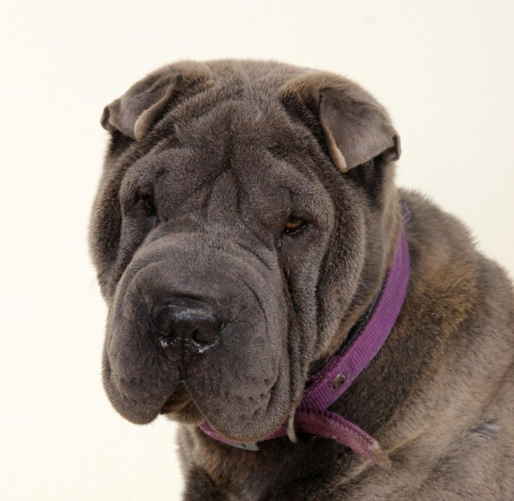 Шарпей черный язык