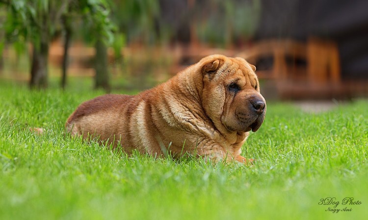 Собака шарпей