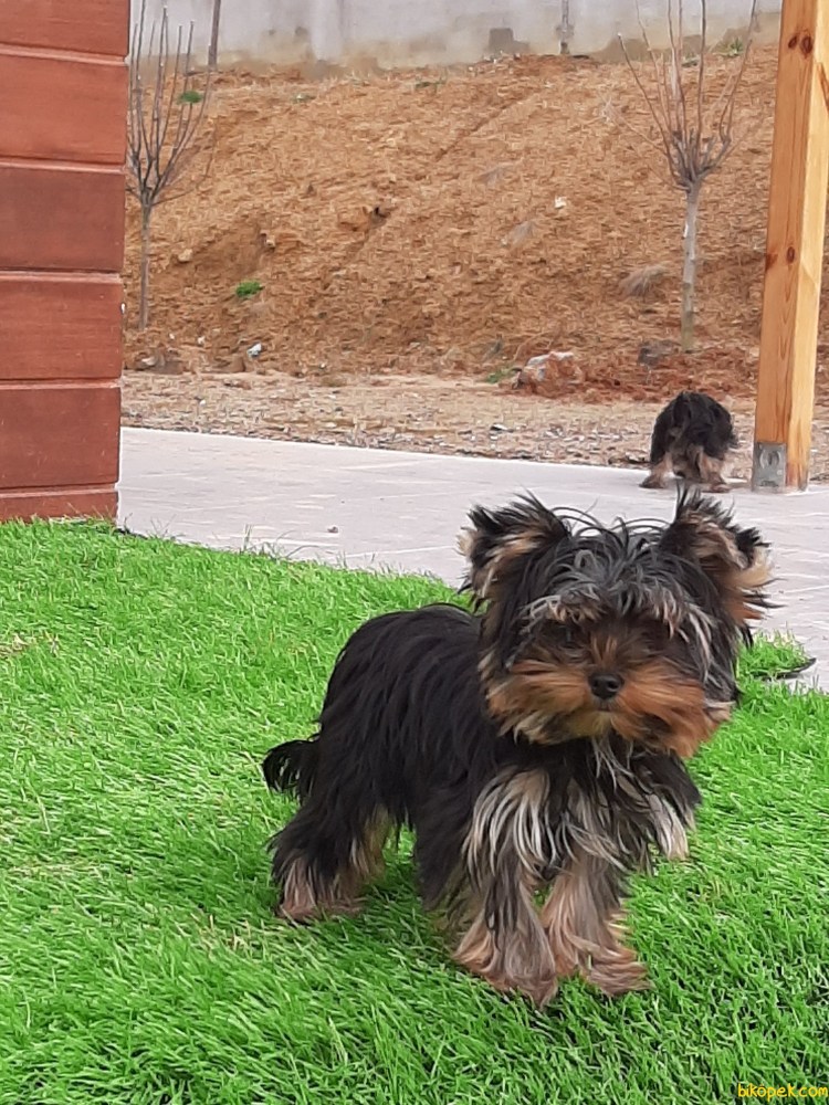 Жесткошерстный Йоркширский терьер