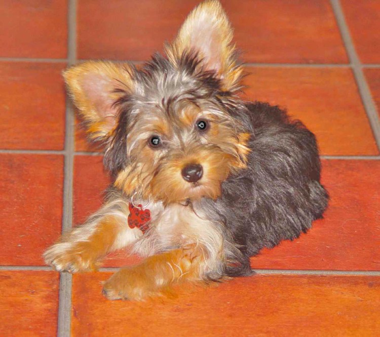 Арчи Йоркширский терьер