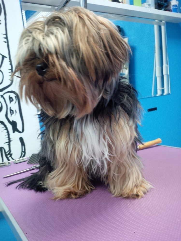 Обросший Йоркширский терьер