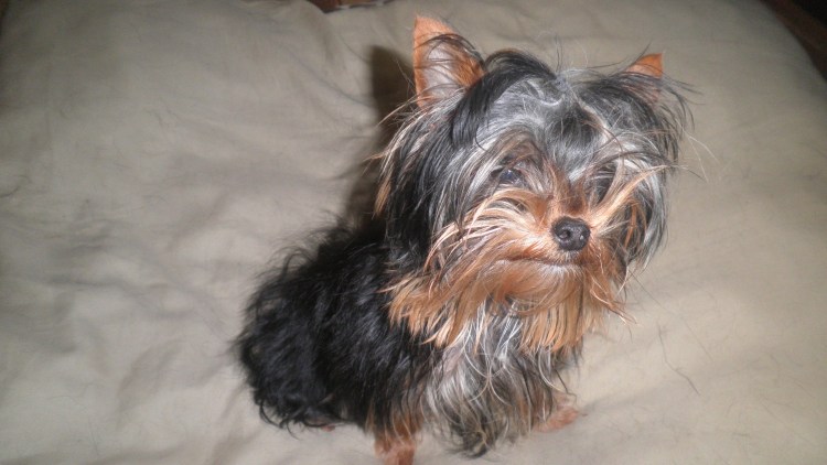Йоркширский терьер 5 месяцев