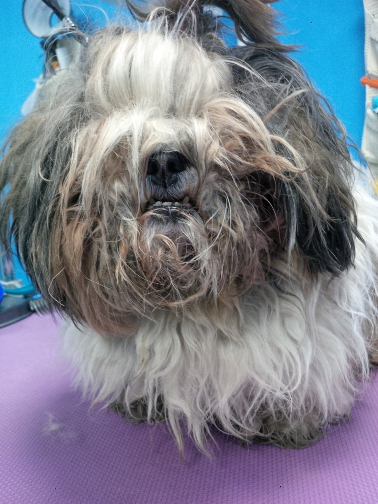 Ши тцу неухоженная