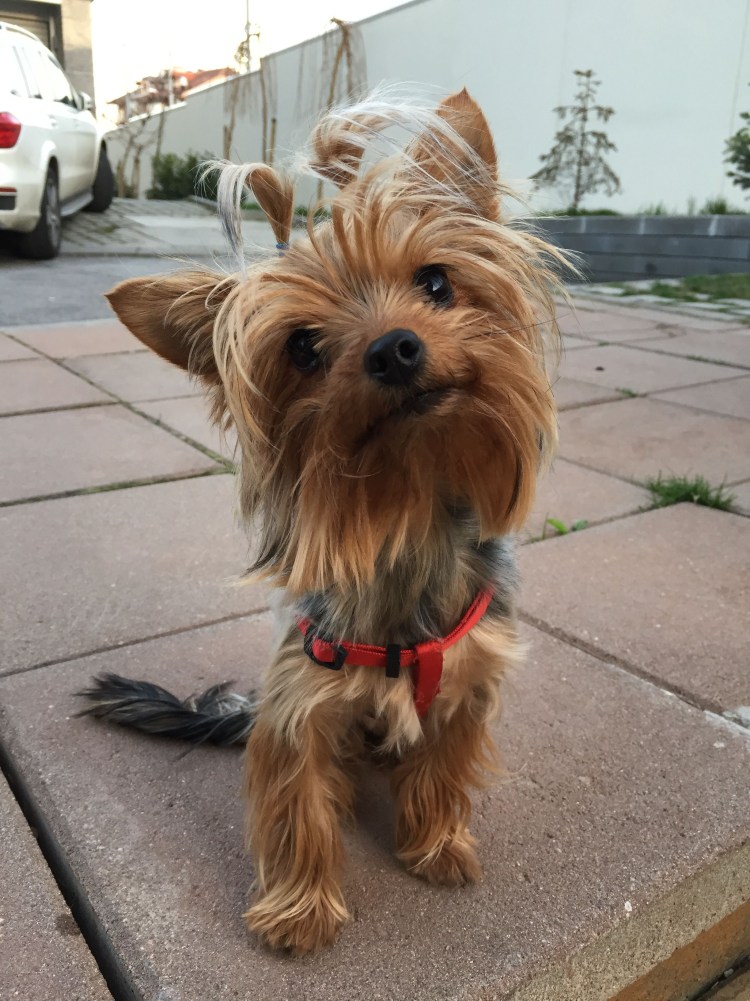 Коротколапый Йоркширский терьер