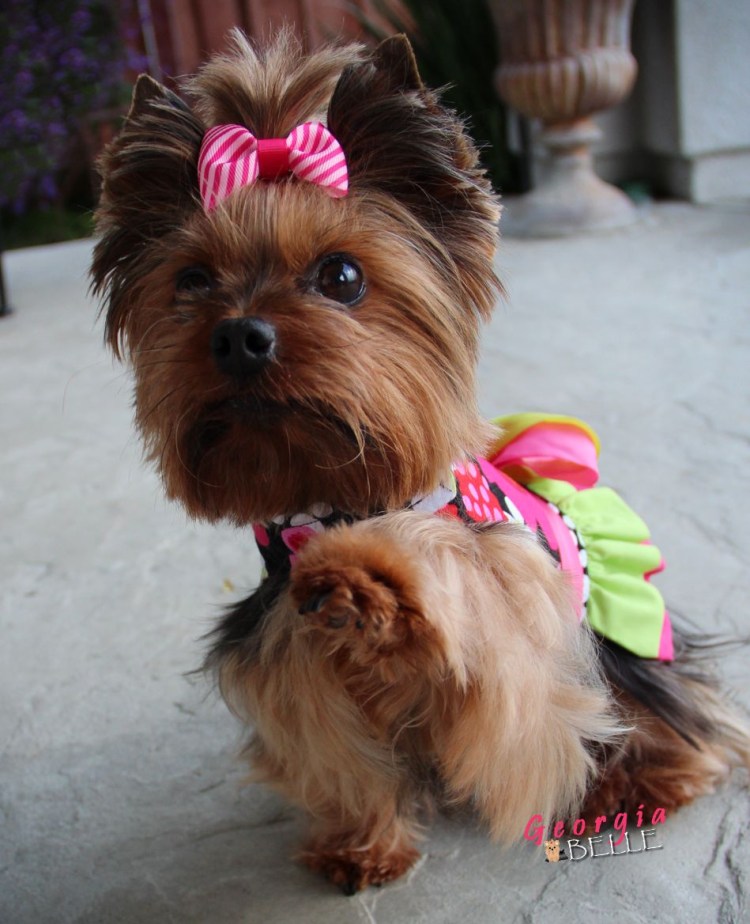 Йорк длинношерстный