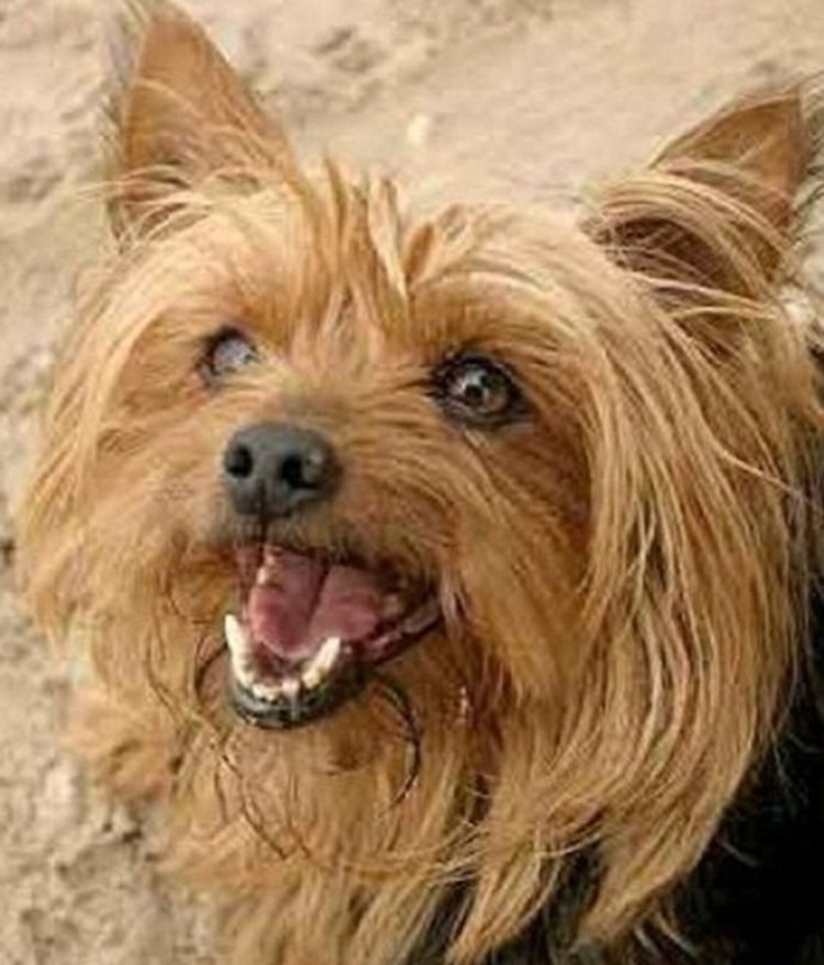 Йоркширский терьер Смоки