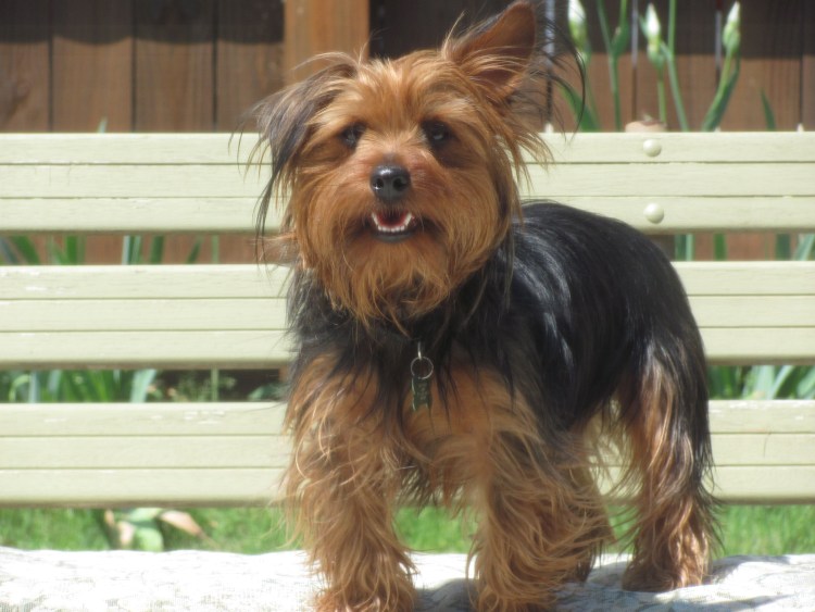 Норвич терьер