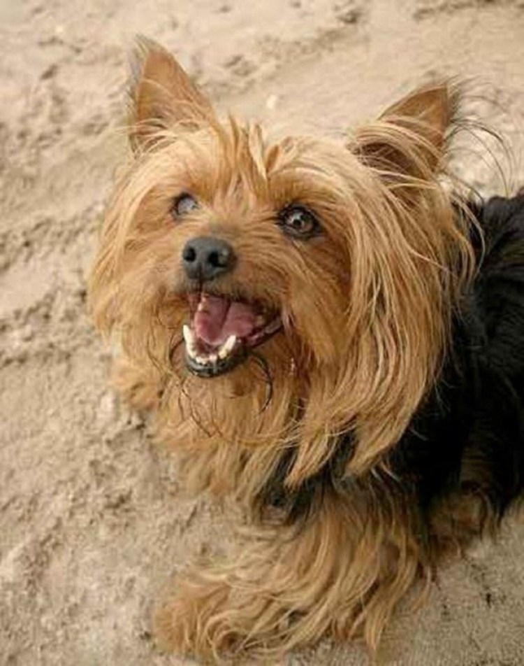 Ушастый Йоркширский терьер