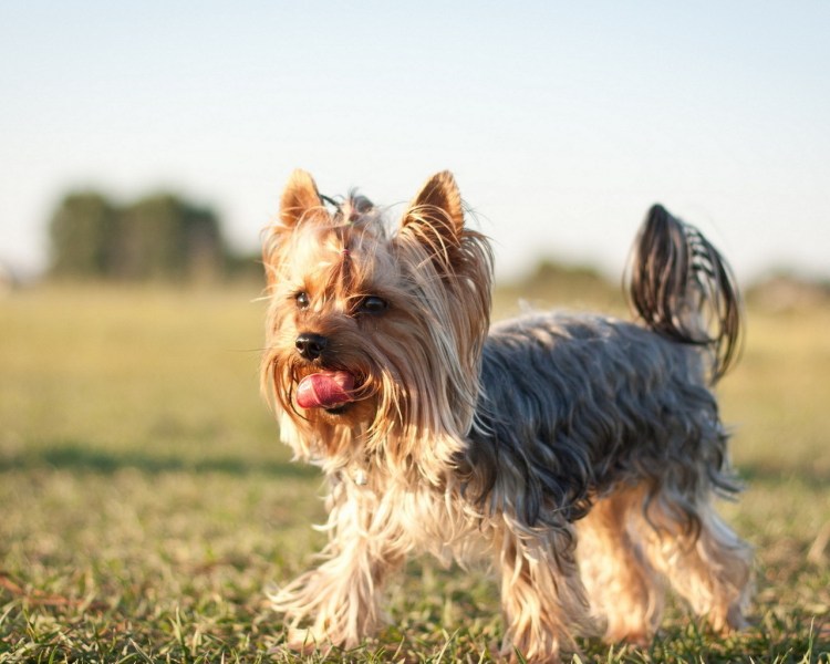 Йоркширский терьер
