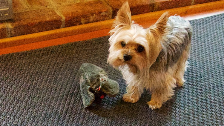 Маленькие комнатные собаки