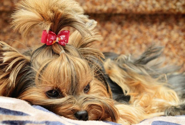 Стрижка ершский терьер