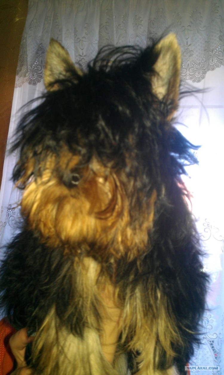 Йоркширский терьер неухоженный